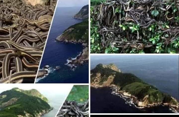 من هي جزيرة الثعابين؟ 1 20210616 161528