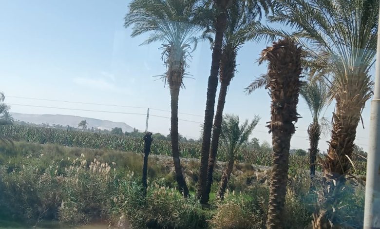 النخلة مصدر خير ورزق للفلاح 3 IMG 20220313 WA0311