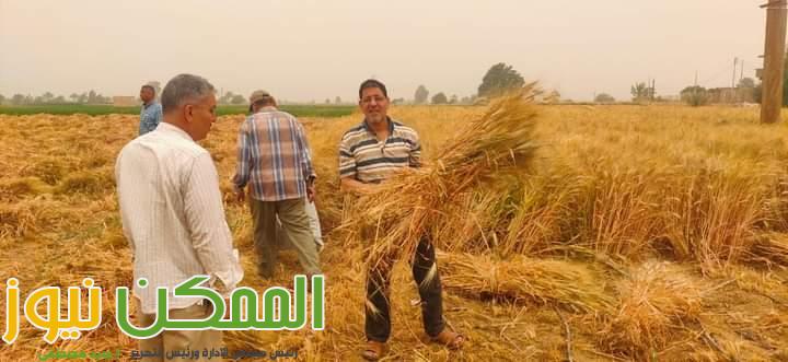 تذليل كافة العقبات أمام مزارعى القمح وتشجيعهم على توريد المحصول 4 FB IMG 1650303074872