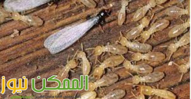 روشتة لمكافحة النمل الابيض بالاسكندرية 1 IMG 20220411 WA0055