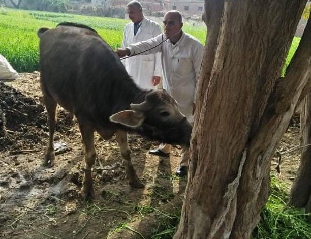 قافلة بيطرية لقرية أولاد سيف مركز بلبيس بالشرقية 1 IMG 20230109 WA0105