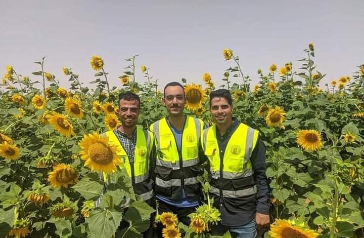 مليون فدان محاصيل زيتية فى توشكى للقضاء على مشكلة الزيوت 5 FB IMG 1682088566177