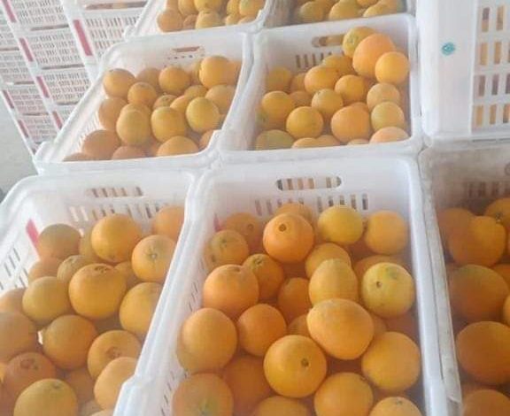 الحجر الزراعي يبدا فى استقبال شحنات البرتقال لبدء موسم تصدير الموالح 4 FB IMG 1701633621412