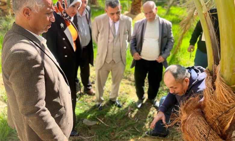 بحوث الاليكترونيات يبدأ فى علاج النخيل من سوسة النخيل الحمراء بالوادى الجديد 4 IMG 20240126 WA0217