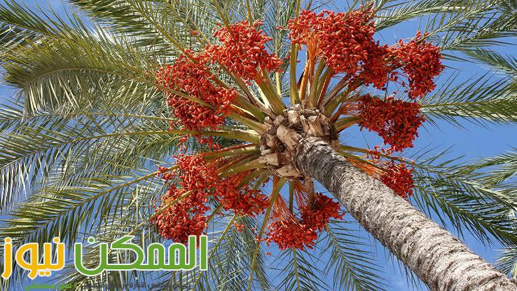 حكايه عمر بن الخطاب والطفل .. طارق أحمد 1 almomken.com kGZs0bti