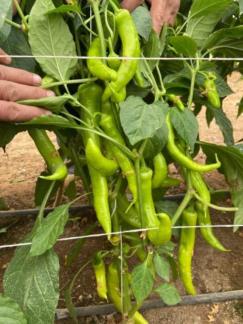 زراعة القاهرة تنجح فى التوصل لمعزز نمو النبات ومضاد لحشرة ناخرات الأوراق من مصادر طبيعية 3 almomken.com HSWuz03O