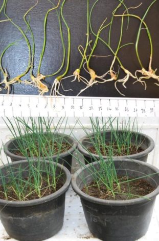 أصناف جديدة من بعض الخضراوات ينتجها مركز البحوث 4 almomken.com Fz0rOq89