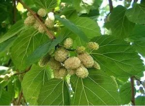 لماذا اهتم محمد علي بزراعة شجر التوت ؟ 2 almomken.com qGH2qOy2