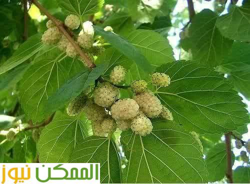 لماذا اهتم محمد علي بزراعة شجر التوت ؟ 3 almomken.com qGH2qOy2