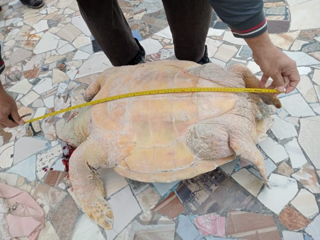 اكتشاف سلحفاة بحرية نافقة بشاطئ النخيل ونقلها لتحنيطها بمتحف الإسكندرية 2 almomken.com d3gshLbj