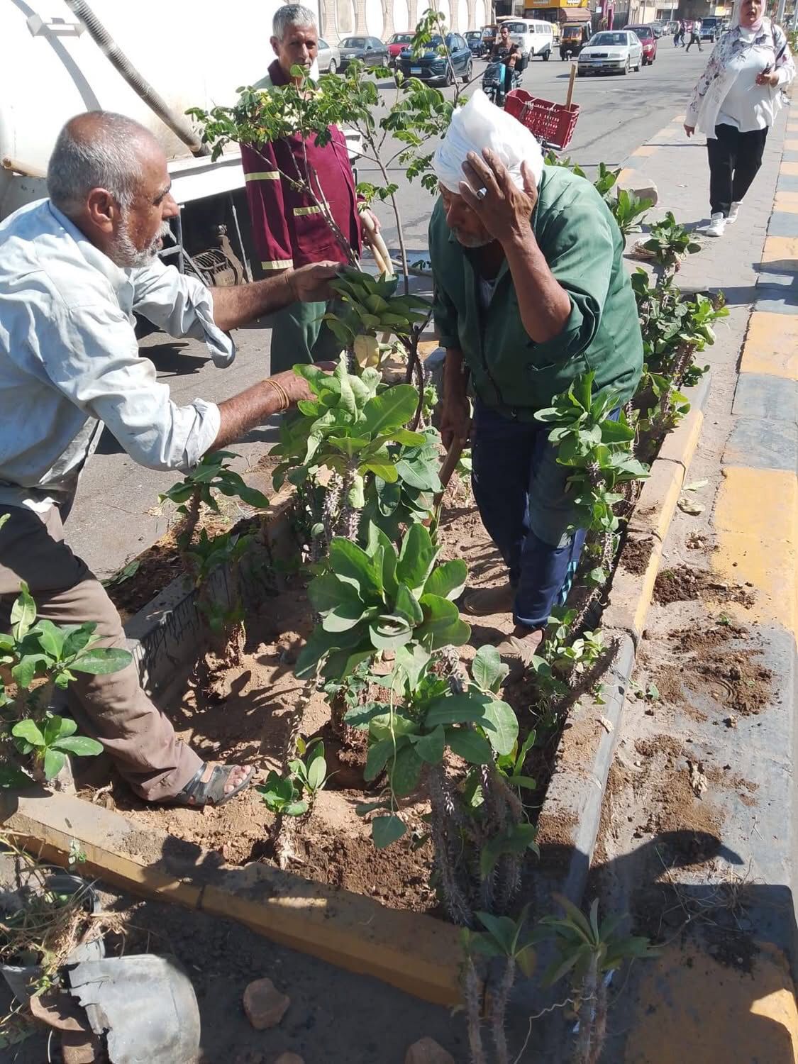 الجيزة تواصل جهودها لتجميل الشوارع ودعم المسطحات الخضراء