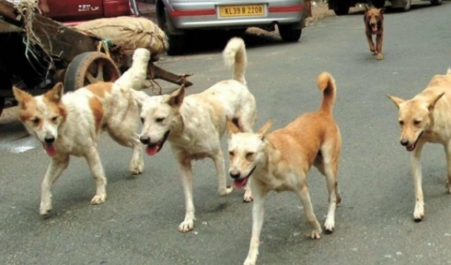 تحذير عاجل من الأطباء البيطريين..إطعام حيوانات الشارع يجعلها أكثر شراسة 1 almomken.com 3d3292d4