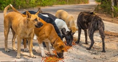 تحذير عاجل من الأطباء البيطريين..إطعام حيوانات الشارع يجعلها أكثر شراسة 3 تحذير عاجل من الأطباء البيطريين لا تطعموا كلاب الشوارع