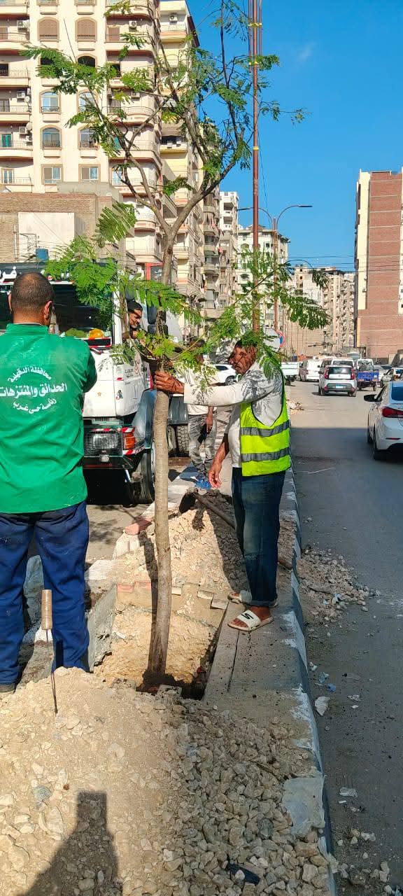 الدقهلية تواصل التشجير في المرحلة الرابعة من مبادرة "100 مليون شجرة"