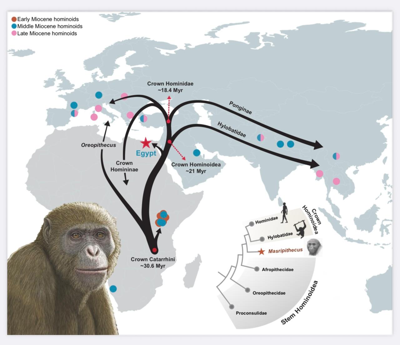 إنجاز  علمى عالمى لجامعة المنصورة  باكتشاف نوع جديد من أسلاف القردة  يعيد رسم خريطة تطورها